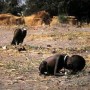 kevin_carter_pulitzer